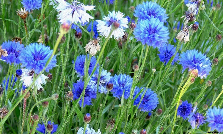 Bachelor Buttons: Cornflowers And Blue Caps To Brighten Your Beds