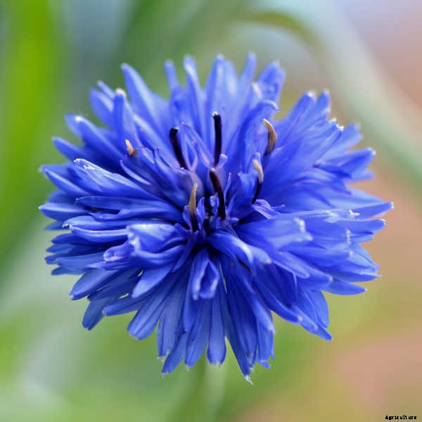 Bachelor Buttons: Cornflowers And Blue Caps To Brighten Your Beds