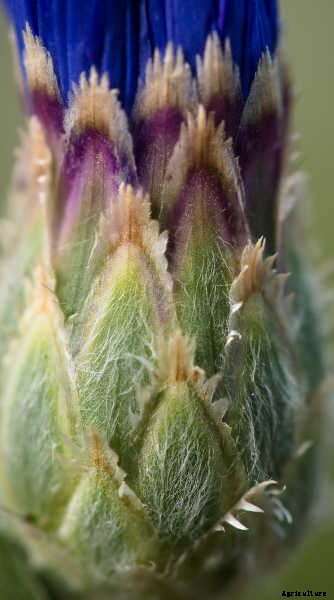 Bachelor Buttons: Cornflowers And Blue Caps To Brighten Your Beds