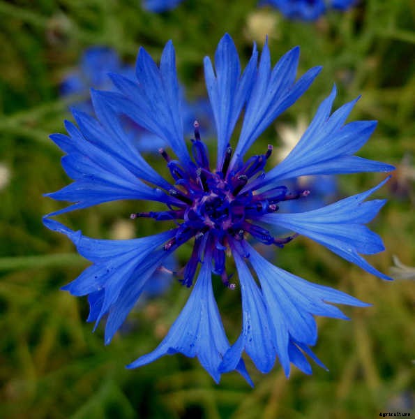 Bachelor Buttons: Cornflowers And Blue Caps To Brighten Your Beds