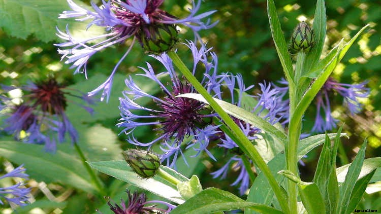 Bachelor Buttons: Cornflowers And Blue Caps To Brighten Your Beds