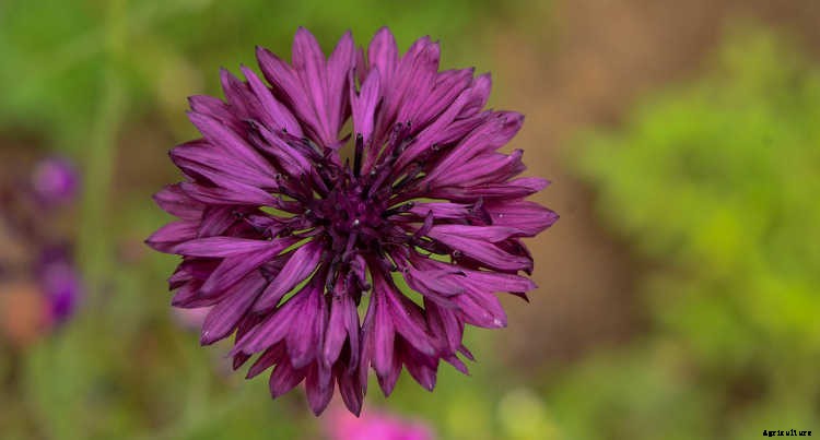 Bachelor Buttons: Cornflowers And Blue Caps To Brighten Your Beds