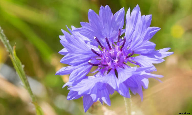 Bachelor Buttons: Cornflowers And Blue Caps To Brighten Your Beds