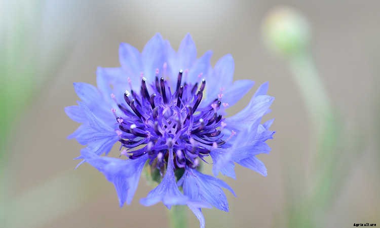 Bachelor Buttons: Cornflowers And Blue Caps To Brighten Your Beds