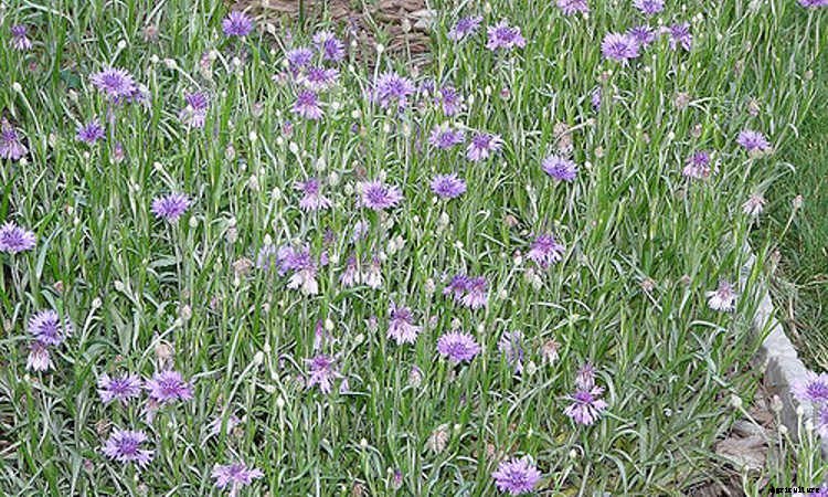 Bachelor Buttons: Cornflowers And Blue Caps To Brighten Your Beds