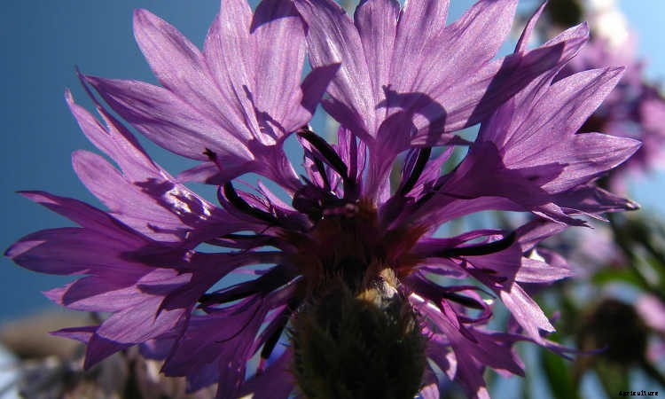 Bachelor Buttons: Cornflowers And Blue Caps To Brighten Your Beds