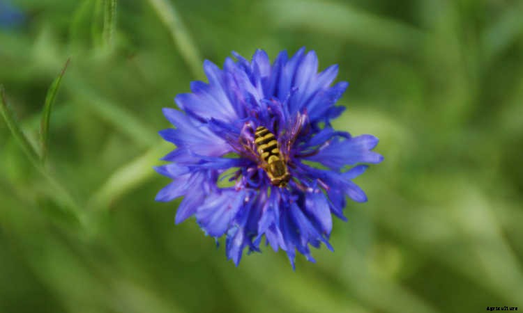 Bachelor Buttons: Cornflowers And Blue Caps To Brighten Your Beds