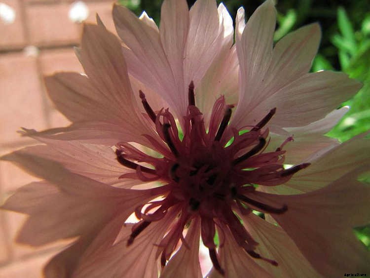Bachelor Buttons: Cornflowers And Blue Caps To Brighten Your Beds