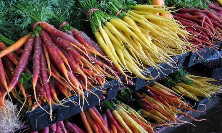 Growing Carrots: Grow A Rainbow Of Tasty Vegetables In Your Yard