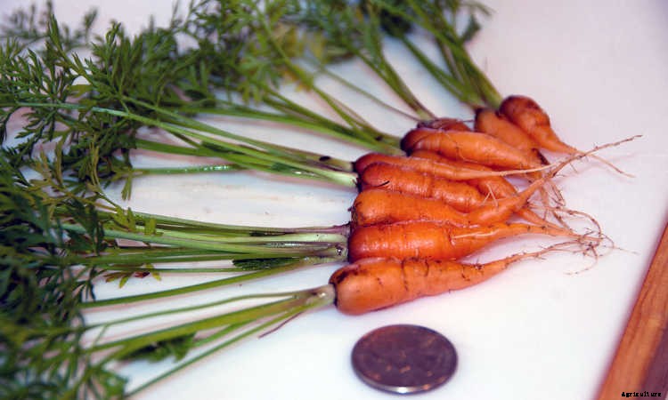 Growing Carrots: Grow A Rainbow Of Tasty Vegetables In Your Yard