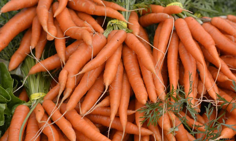 Growing Carrots: Grow A Rainbow Of Tasty Vegetables In Your Yard