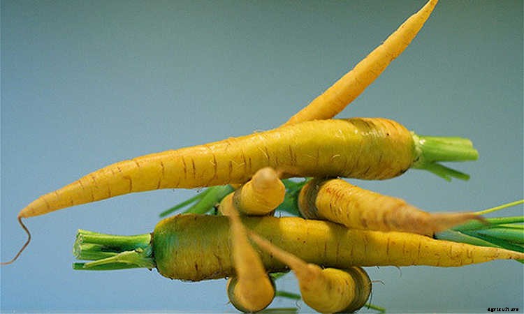 Growing Carrots: Grow A Rainbow Of Tasty Vegetables In Your Yard