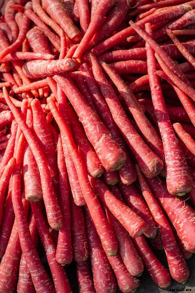 Growing Carrots: Grow A Rainbow Of Tasty Vegetables In Your Yard