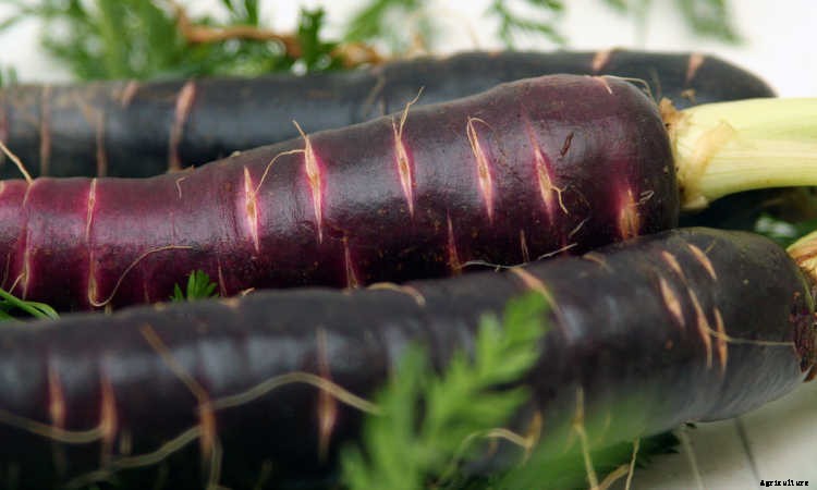 Growing Carrots: Grow A Rainbow Of Tasty Vegetables In Your Yard