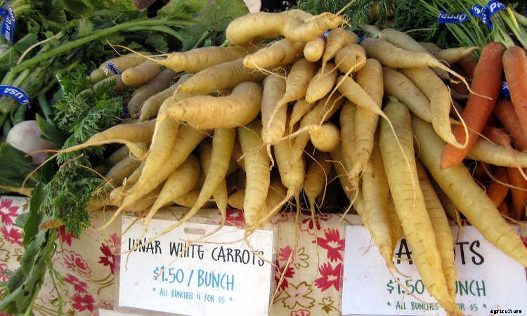 Growing Carrots: Grow A Rainbow Of Tasty Vegetables In Your Yard