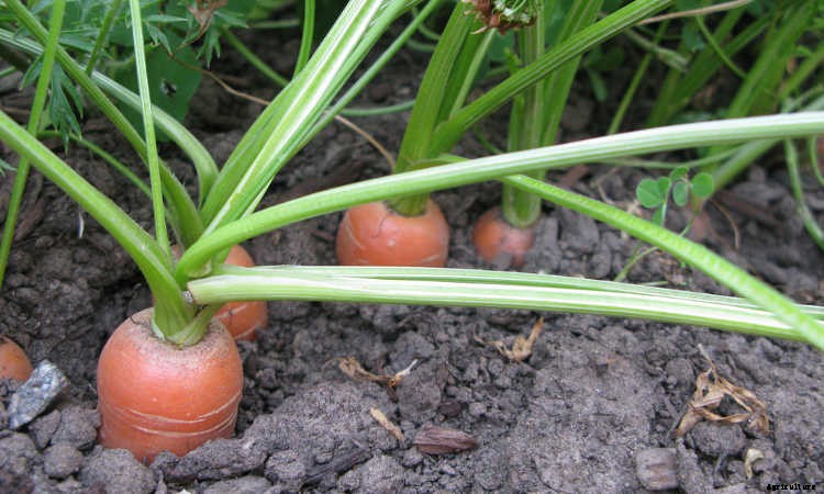 Growing Carrots: Grow A Rainbow Of Tasty Vegetables In Your Yard