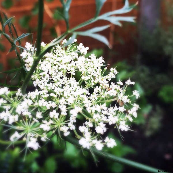 Growing Carrots: Grow A Rainbow Of Tasty Vegetables In Your Yard