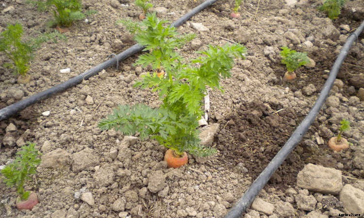 Growing Carrots: Grow A Rainbow Of Tasty Vegetables In Your Yard