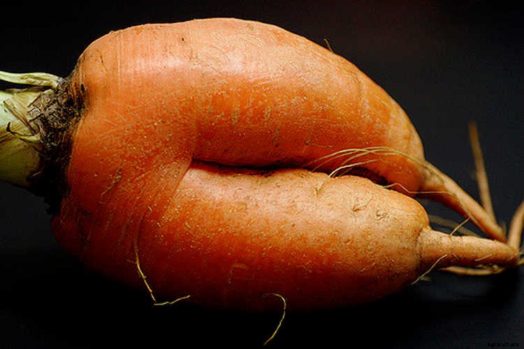 Growing Carrots: Grow A Rainbow Of Tasty Vegetables In Your Yard