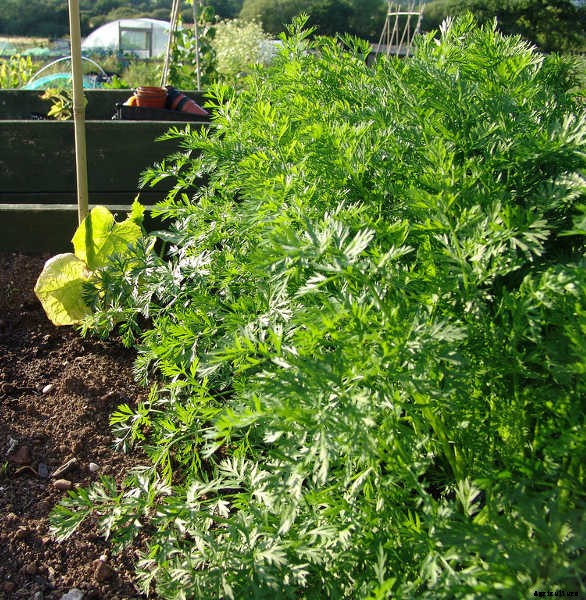 Growing Carrots: Grow A Rainbow Of Tasty Vegetables In Your Yard