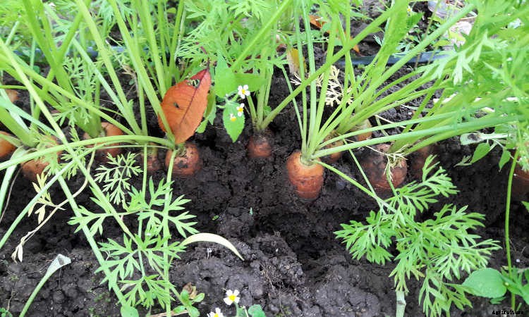 Growing Carrots: Grow A Rainbow Of Tasty Vegetables In Your Yard