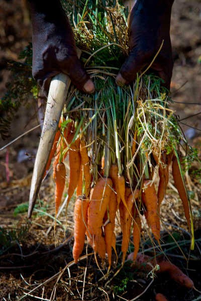 Growing Carrots: Grow A Rainbow Of Tasty Vegetables In Your Yard
