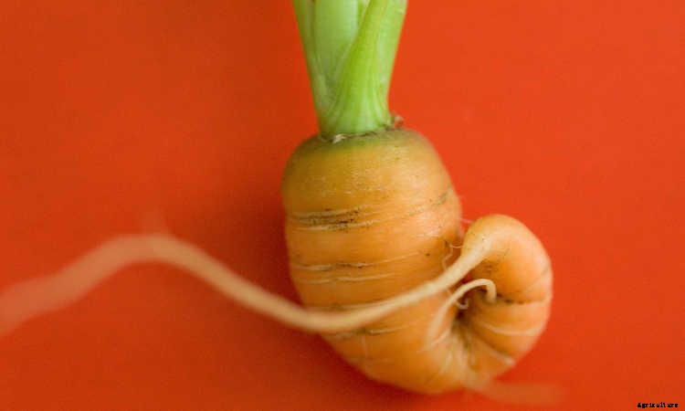 Growing Carrots: Grow A Rainbow Of Tasty Vegetables In Your Yard