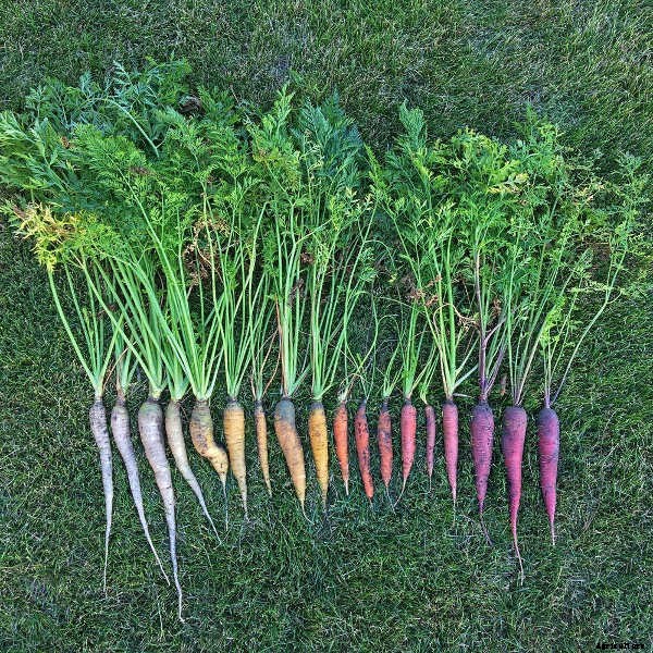 Growing Carrots: Grow A Rainbow Of Tasty Vegetables In Your Yard
