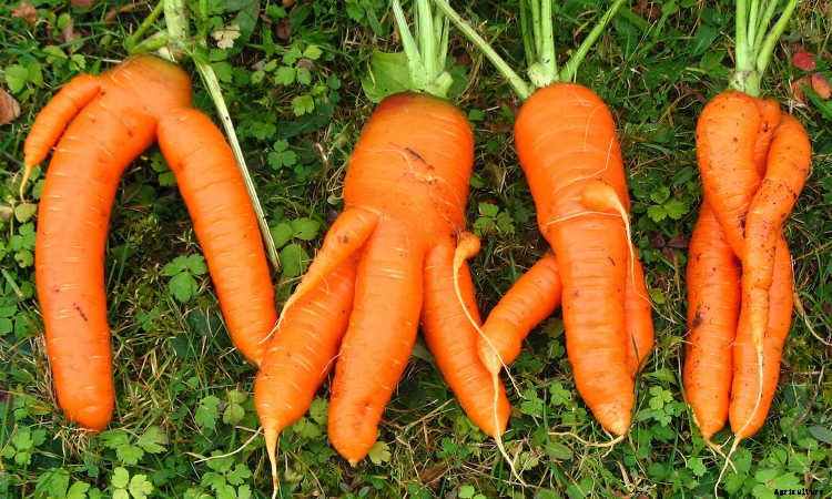 Growing Carrots: Grow A Rainbow Of Tasty Vegetables In Your Yard