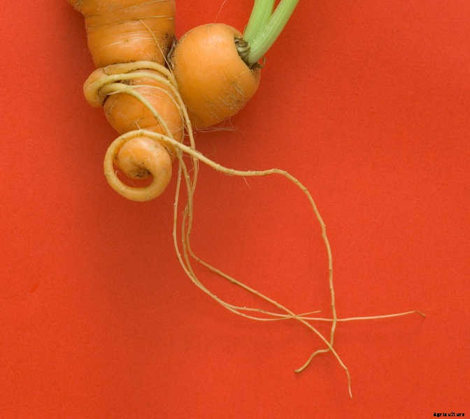 Growing Carrots: Grow A Rainbow Of Tasty Vegetables In Your Yard