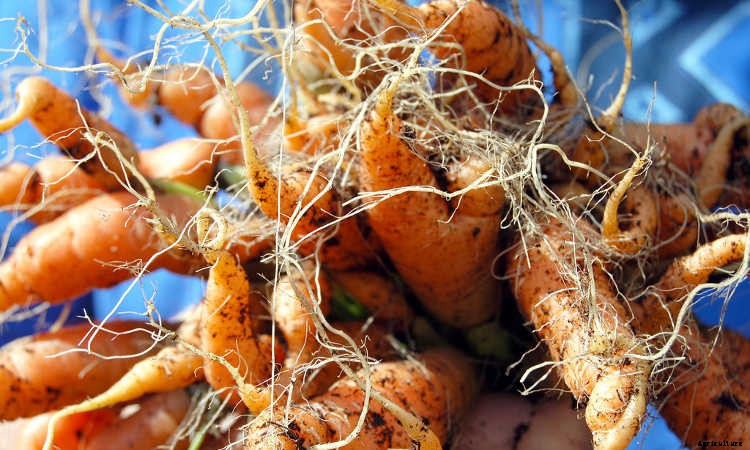 Growing Carrots: Grow A Rainbow Of Tasty Vegetables In Your Yard