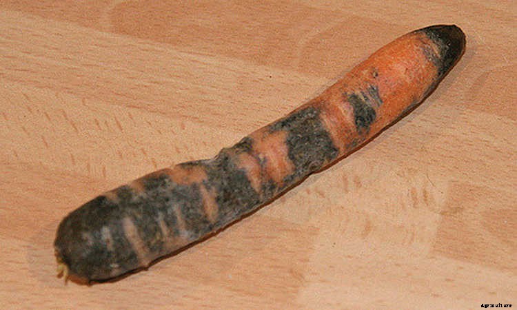 Growing Carrots: Grow A Rainbow Of Tasty Vegetables In Your Yard