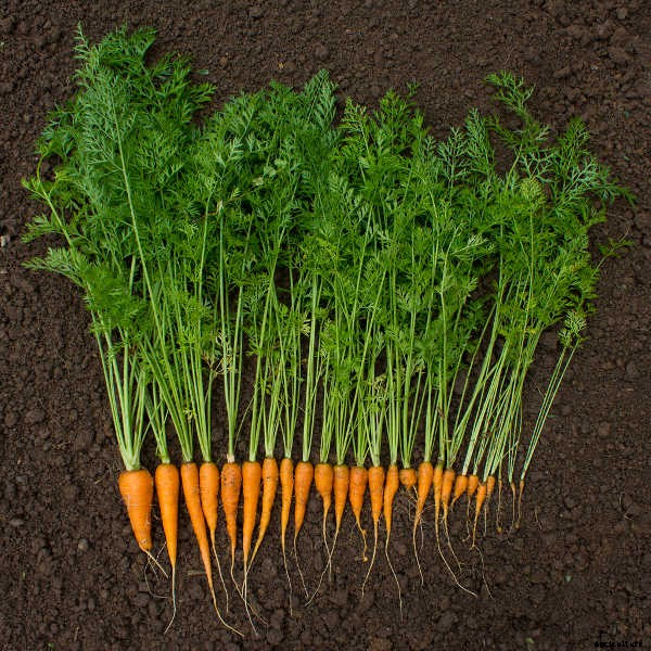 Growing Carrots: Grow A Rainbow Of Tasty Vegetables In Your Yard