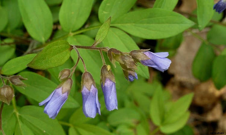 Jacob’s Ladder Plant Care: Growing Polemonium Caeruleum