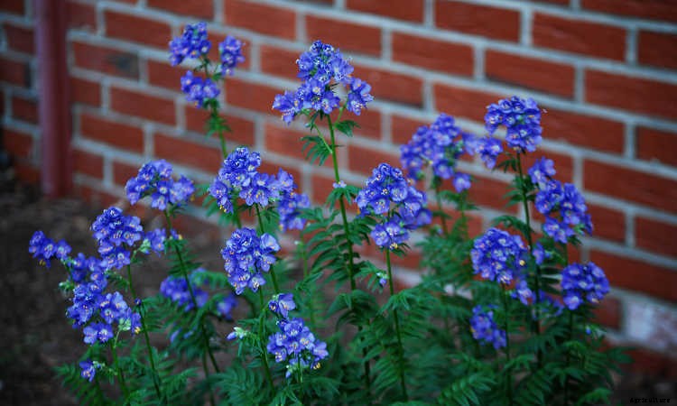 Jacob’s Ladder Plant Care: Growing Polemonium Caeruleum