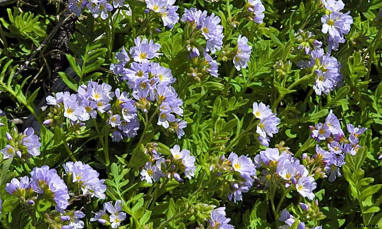 Jacob’s Ladder Plant Care: Growing Polemonium Caeruleum