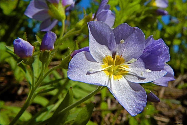 Jacob’s Ladder Plant Care: Growing Polemonium Caeruleum