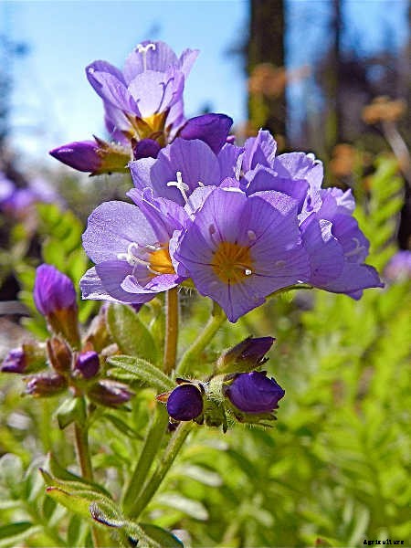 Jacob’s Ladder Plant Care: Growing Polemonium Caeruleum
