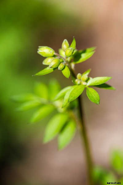 Jacob’s Ladder Plant Care: Growing Polemonium Caeruleum