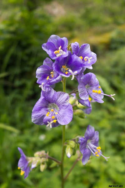 Jacob’s Ladder Plant Care: Growing Polemonium Caeruleum