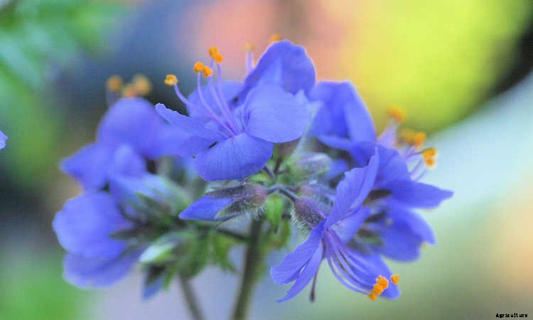 Jacob’s Ladder Plant Care: Growing Polemonium Caeruleum