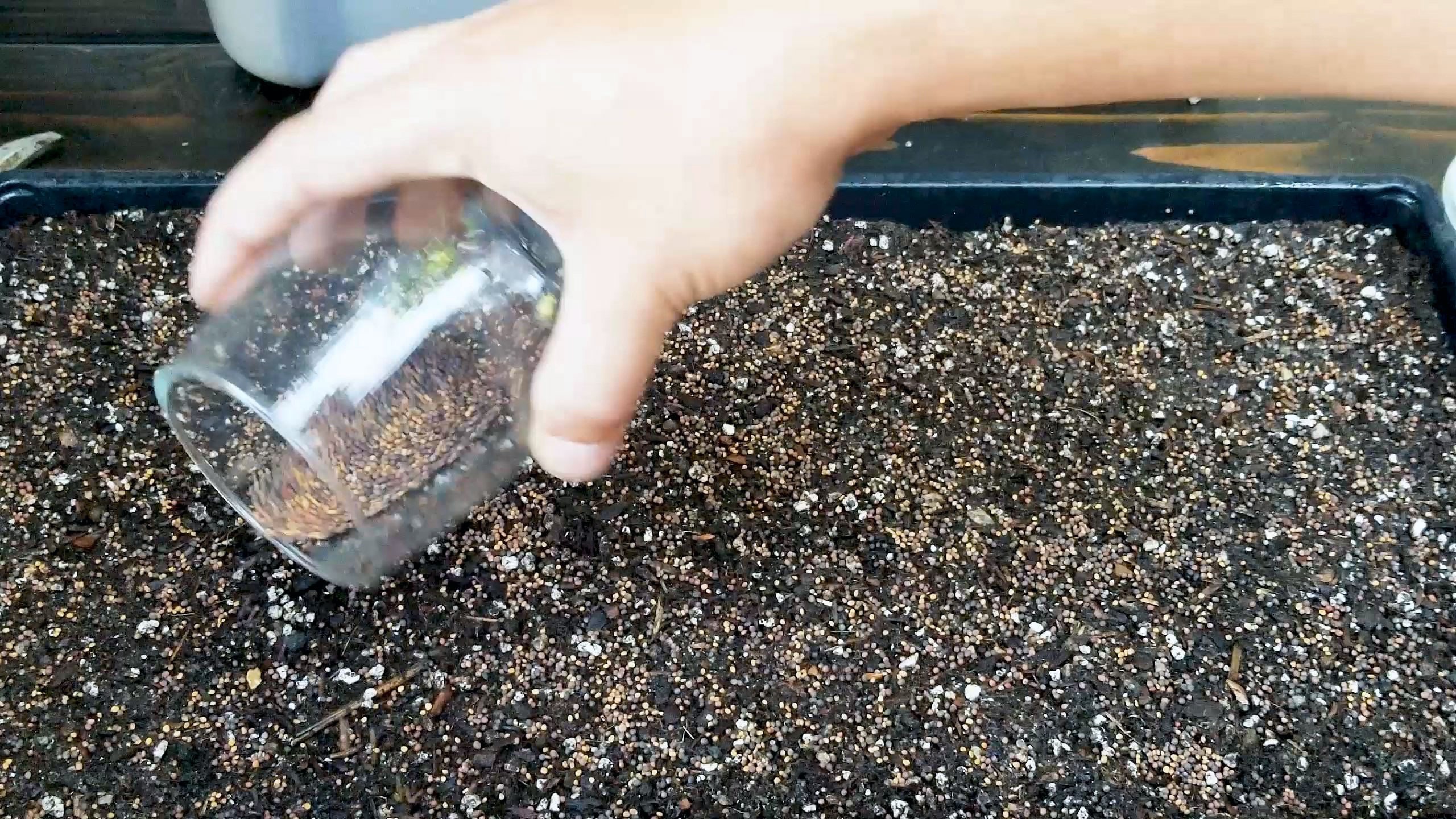 How to Grow Lettuce Microgreens Fast and Easy