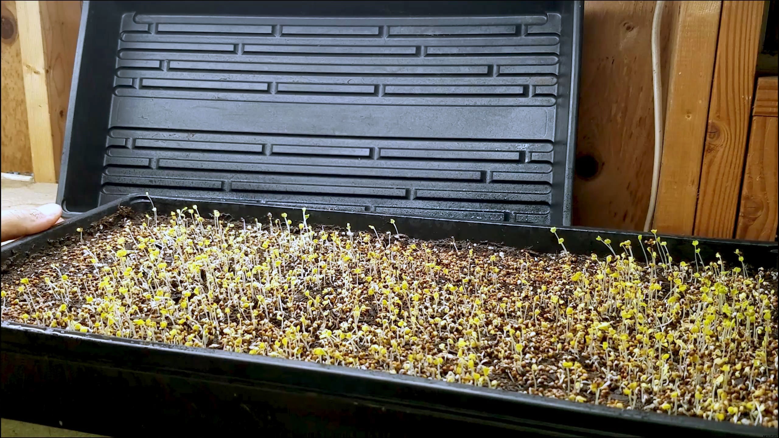 How to Grow Lettuce Microgreens Fast and Easy