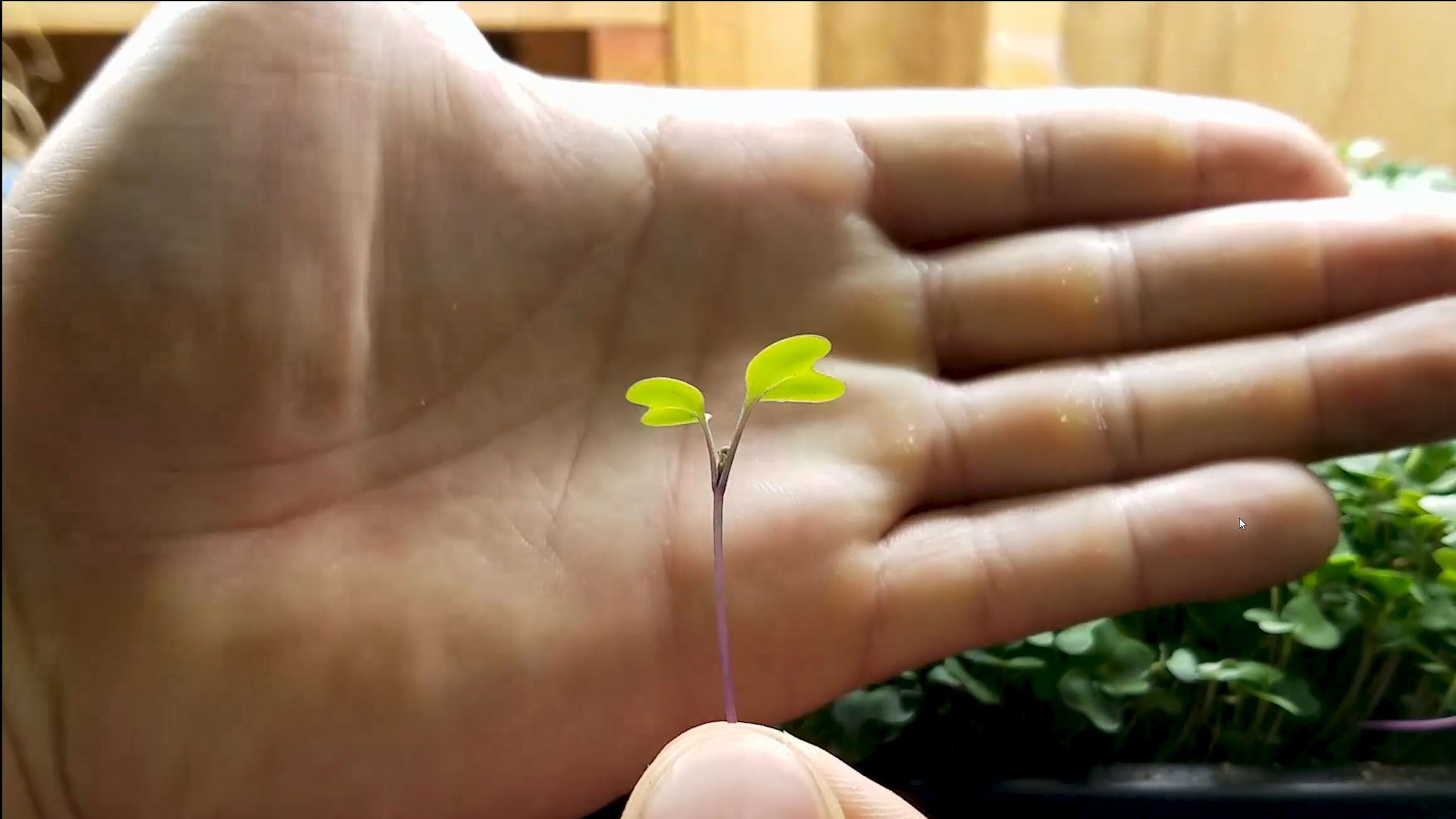 How to Grow Lettuce Microgreens Fast and Easy