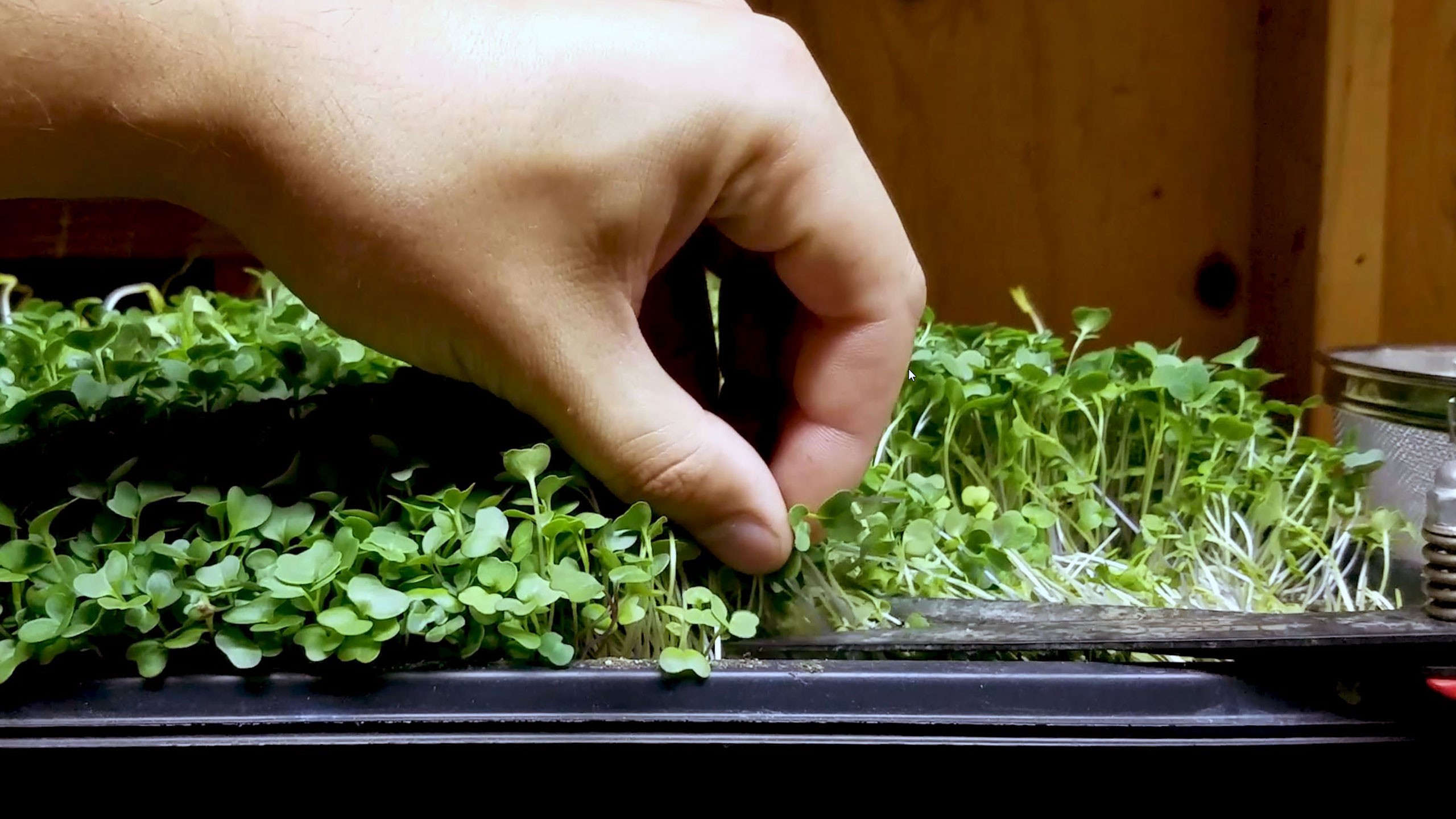 How to Grow Lettuce Microgreens Fast and Easy