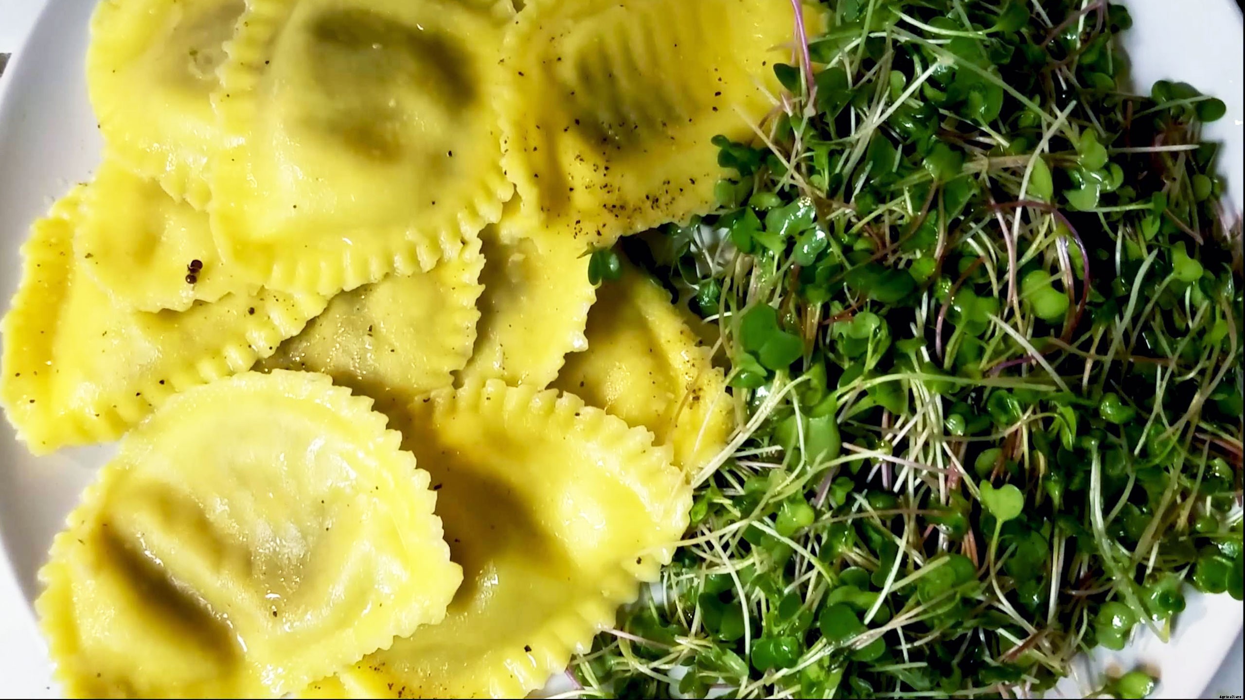 How to Grow Lettuce Microgreens Fast and Easy