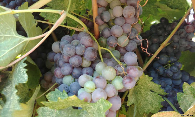Growing Grapes: How To Get Epic Amounts Of Fruit From The Vine