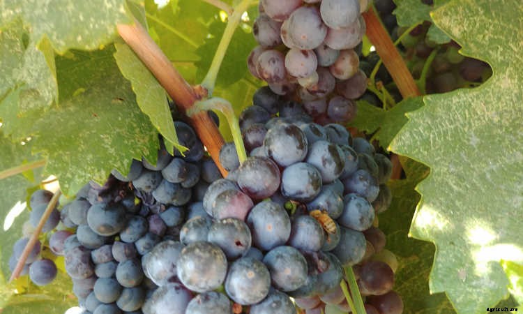 Growing Grapes: How To Get Epic Amounts Of Fruit From The Vine