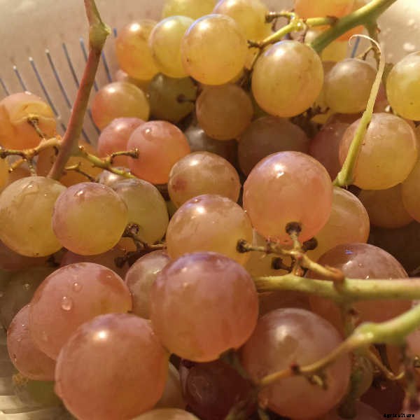 Growing Grapes: How To Get Epic Amounts Of Fruit From The Vine