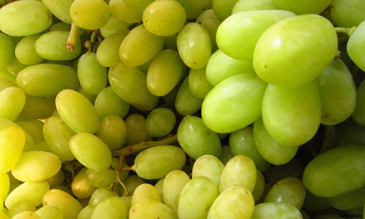 Growing Grapes: How To Get Epic Amounts Of Fruit From The Vine